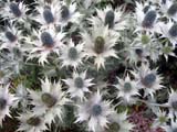 Eringium Silver ghost